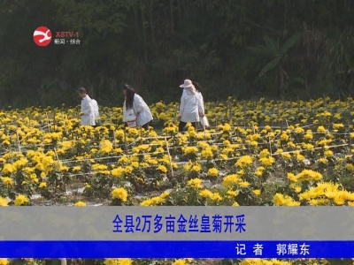 【脱贫攻坚】修水2万多亩金丝皇菊开采