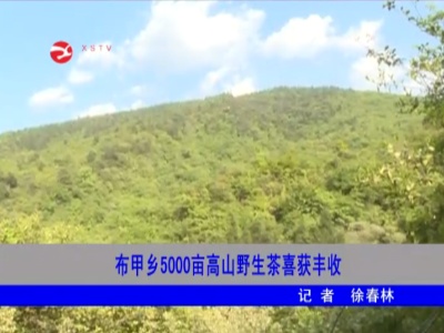 【决胜全面小康 决战脱贫攻坚】布甲乡5000亩高山野生茶喜获丰收