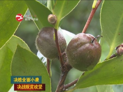 【决胜全面小康 决战脱贫攻坚】太阳升镇：产业兴农 助力增收