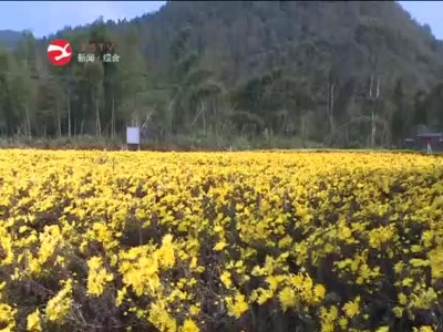 修水2万亩金丝皇菊开采