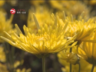 修水金丝皇菊受市场青睐飘香省外