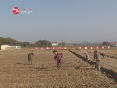 【决战脱贫攻坚 决胜全面小康】太阳升镇：冬种千亩桑  持续稳脱贫