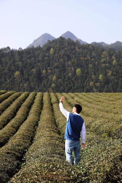 他在修水漫江茶園寫下一篇游記，點擊量已17萬+…