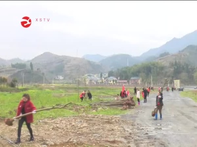 竹坪乡:植树绿化  党员先行