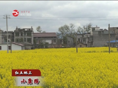 【红土地上小康路】渣津镇司前村：稳固壮大蚕桑产业  助力乡村振兴