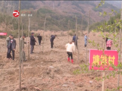 黄坳乡:种树2000棵栾木  为十里荒滩披新绿