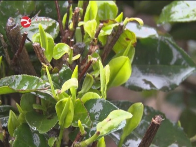 降雨降温  春茶生产受影响