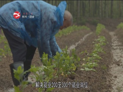 抢抓时令栽菊忙