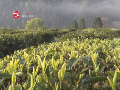 新聞特寫：春茶采摘正當時