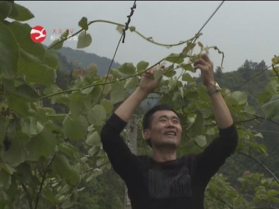 新湾乡：壮大产业助力乡村振兴