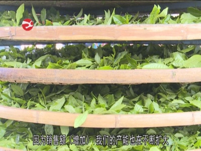 我县春茶产销两旺  产值有望新突破