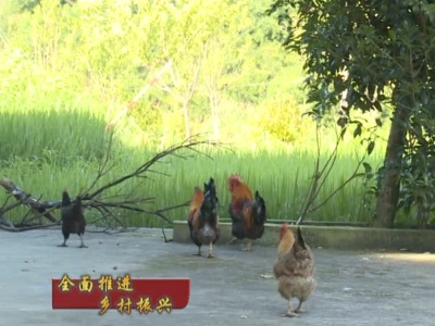 【全面推进乡村振兴】中粮集团：捐赠黄羽乌鸡   助力乡村振兴