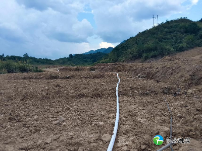 庙岭乡小山口村：牛羊产业兴起来   乡村振兴动力足