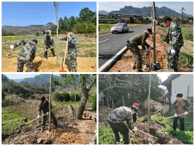 庙岭乡：植树正当时  民兵在行动