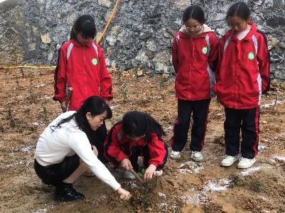 双井小学：师生植树忙 校园添新绿