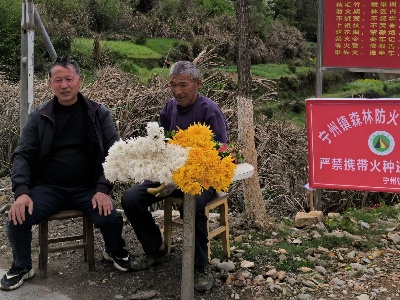 【网络中国节·清明】宁州镇：鲜花替代塑料花  文明祭扫树新风