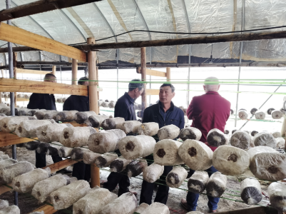 征村鄉橫坑村——協商議事發展蘑菇產業
