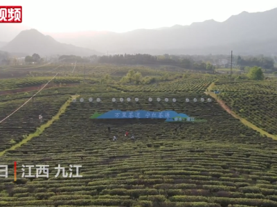 江西修水千亩宁红茶飘香 茶农采摘忙