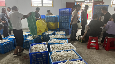 何市鎮：第一批春繭開秤收購  蠶農喜獲豐收
