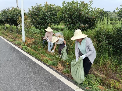 大椿乡：人大代表齐参与 人居环境换新颜