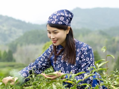 大椿乡：夏茶采摘正当时 茶农茶企双丰收