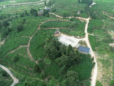 茶乡大椿获得全国十条“最美茶乡之旅推荐线路”提名奖