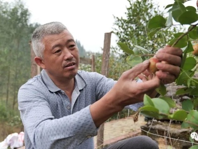 港口镇界下村：油茶树上结“金果” 村民增收笑开颜