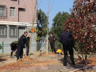 植树添新绿 清风沁人心