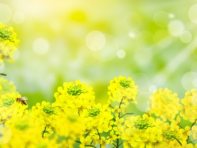 江西·修水丨15.3万亩油菜花盛放  等你来打卡