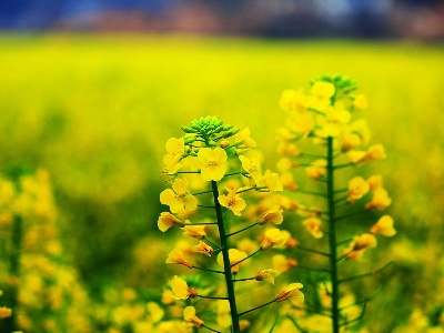 太阳升镇：油菜花开春意浓 万亩花海迎客来 