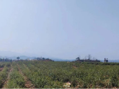 大桥镇：持续开展农产品质量安全巡查巡检
