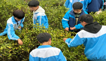 上杭乡中学开展采茶劳动实践活动