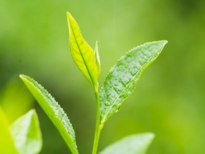 中国农科院茶叶研究所专家到大椿乡调研指导茶产业