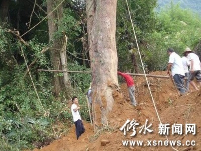 修水县花4万元抢救一棵红豆杉