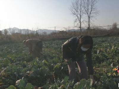 防疫春耕两不误，村民防护意识需加强