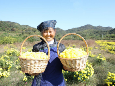 江西彭泽：“扶贫花”开出“致富路”