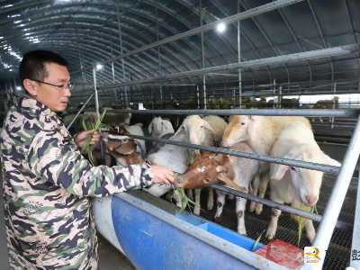江西彭泽：养羊人唐炳艳的春天