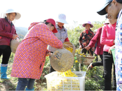 彭泽丰收季：菊花绽放飘香远