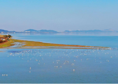 江西彭泽：千只候鸟集结彭泽太泊湖越冬