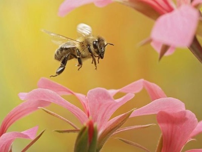 最新研究表明：蜜蜂需要从小学跳舞