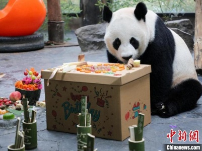 3只大熊猫上海野生动物园同日庆生