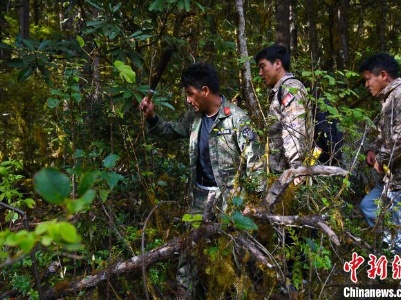 西藏墨脱：走进原始森林 跟随管护员巡山护林