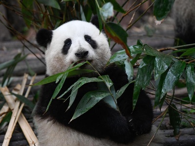 新华全媒+丨更多了解、更好爱护——记者探访全国多个大熊猫基地
