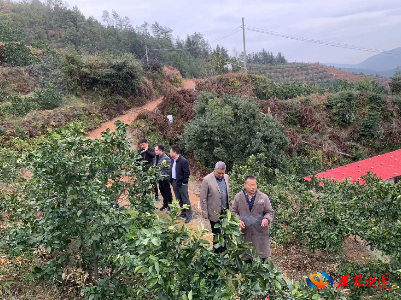 【县内动态】县果茶发展服务中心科学谋划乡村振兴脐橙产业项目