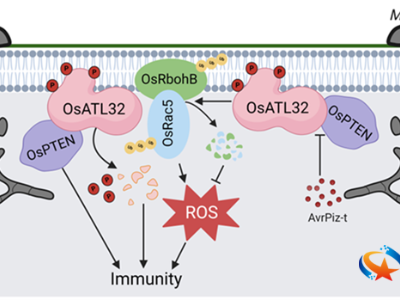 浙江大学宋凤鸣课题组揭示水稻E3泛素连接酶OsATL32负调控水稻免疫反应新机制