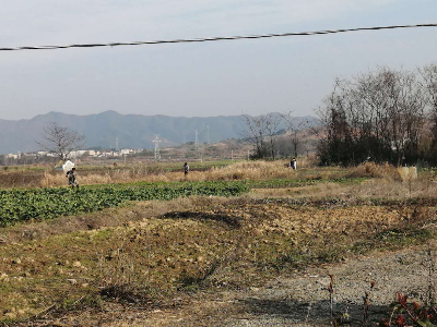 徐埠镇：防疫春耕两不误，田间地头春种忙