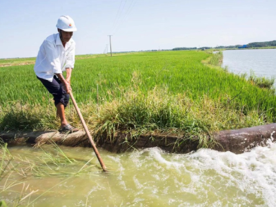 我县二级提灌取水500万方 为沿湖12万多亩稻田“解渴”