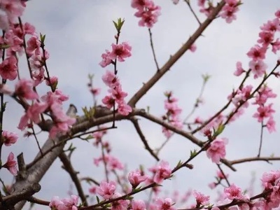 【春天的都昌】和合乡滨湖村：桃花灼灼 春意盎然