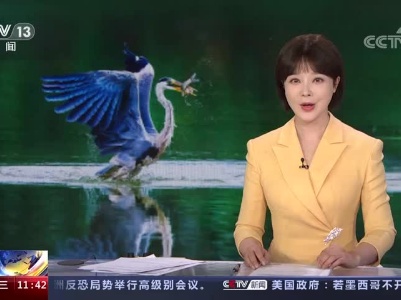 [新闻直播间]大美中国 候鸟北归 江西都昌 最质朴的守护 为苍鹭打造一个家