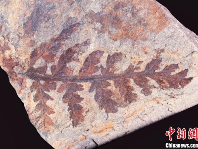 湖北十堰发现3亿多年前古植物化石群